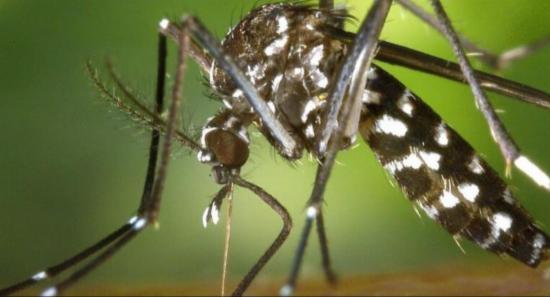 Dengue Decline Seen, Yet over 80K Cases Reported